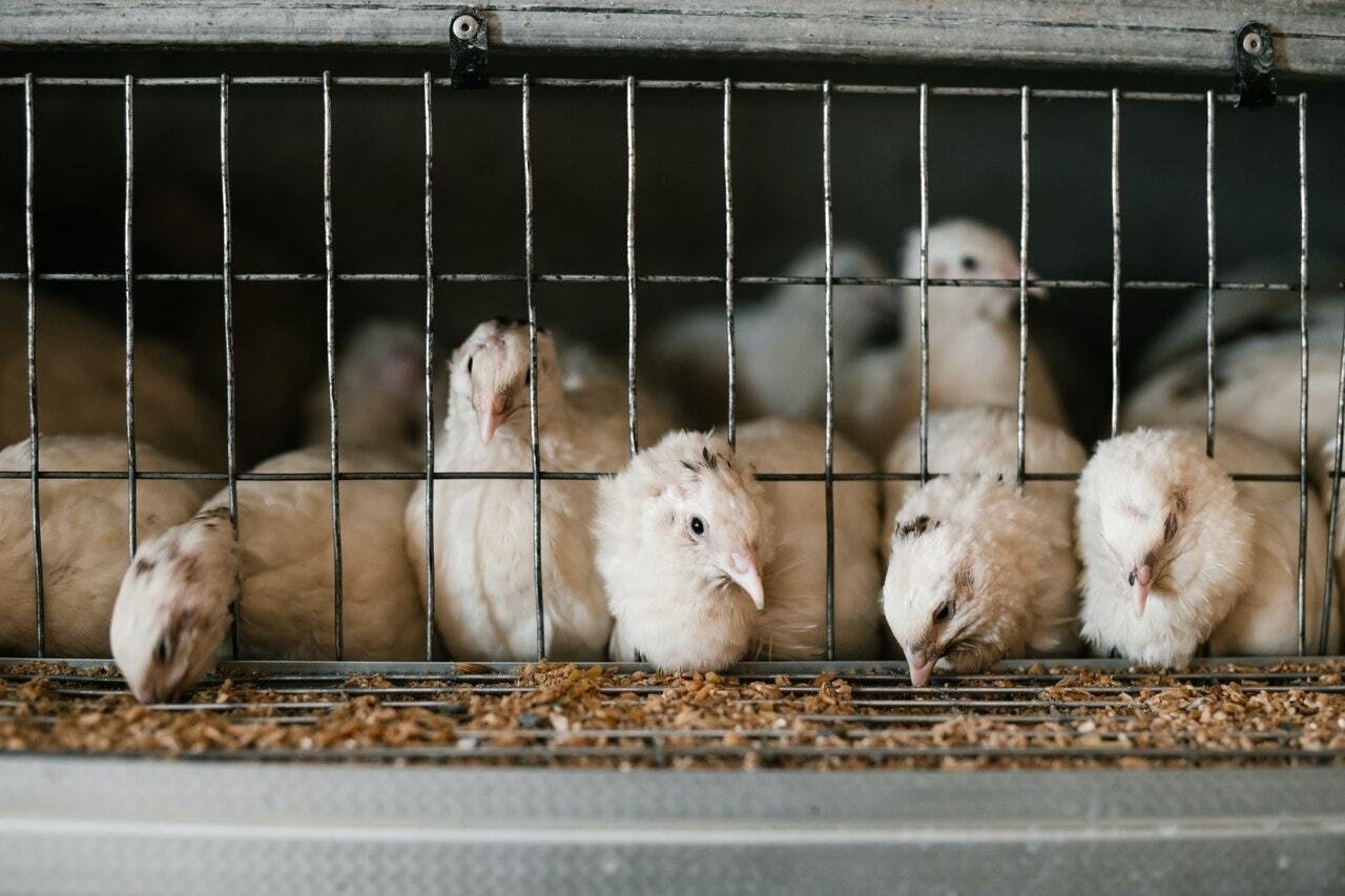 peluang usaha ternak ayam
