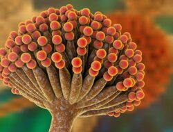 Kenalan Yuk Sama Jamur Aspergillus Wentii, Beserta Fungsinya Dalam Pembuatan Kecap Untuk Pengecap!