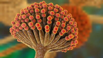 jamur aspergillus wentii