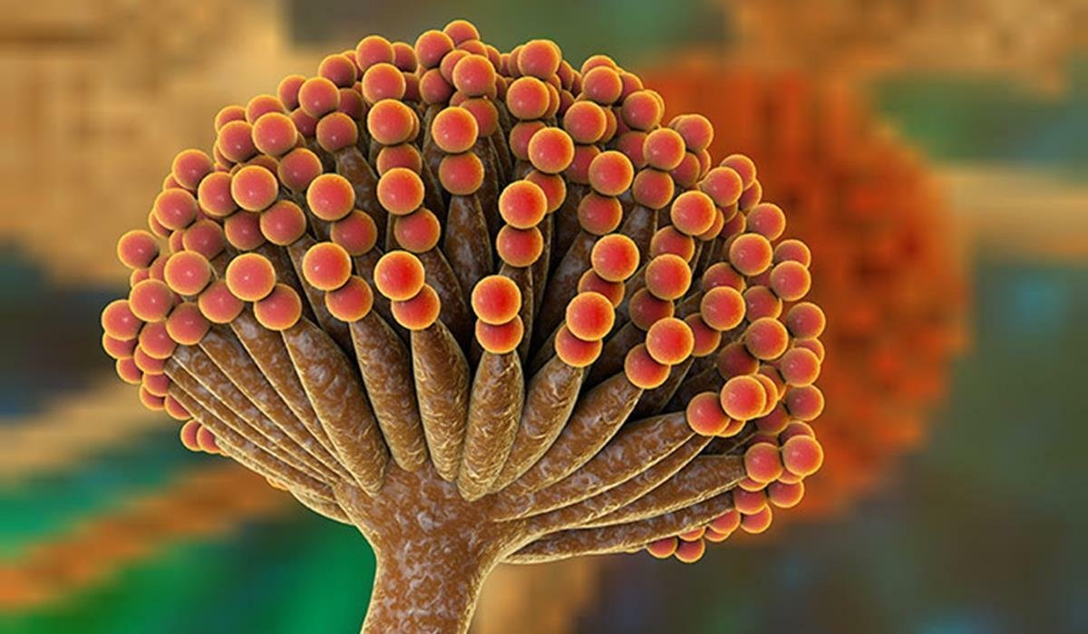 jamur aspergillus wentii