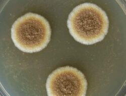 Tentang Aspergillus Wentii, Jamur yang Sangat Berguna Untuk Kelangsungan Hidup Manusia! Simak Penjelasan Lengkapnya Yuk!