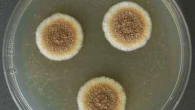 Aspergillus Wentii
