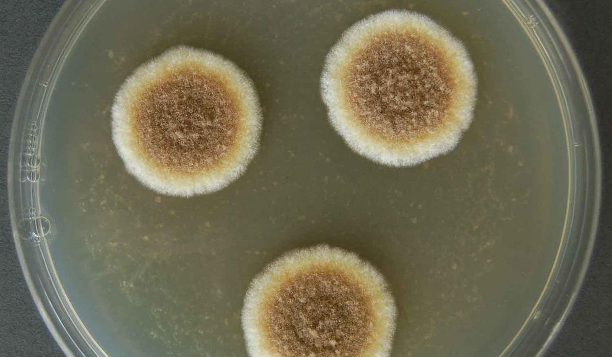 Aspergillus Wentii