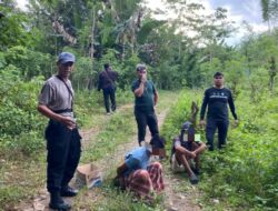 Ayamnya Keok, Penjudinya Pun Keok di Tangan Polisi