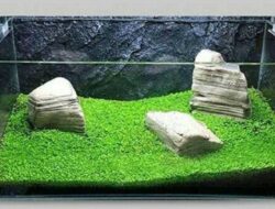 Sudah Pasti Berhasi! Berikut Ini 9 Langkah Dalam Menanam Tanaman Carpet Seed Di Aquascape!