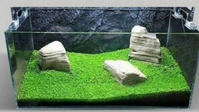 Sudah Pasti Berhasi! Berikut Ini 9 Langkah Dalam Menanam Tanaman Carpet Seed Di Aquascape!