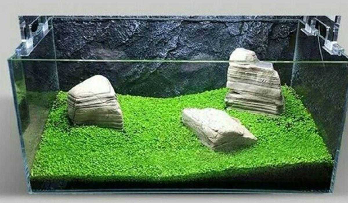 tanaman carpet seed