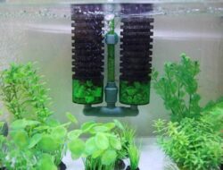 Sirkulasi Air Jadi Lancar! Ini Dia 5 Fungsi Selang Kecil Pada Filter Aquarium yang Wajib Kalian Tahu!