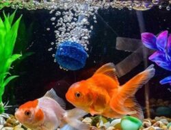 Sesuaikan Harga! Ini Dia 5 Tips Memilih Pompa Mesin Akuarium yang Tepat Agar Ikan Jadi Aktif!
