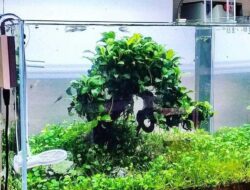 Bisa Menyerap Kotoran! 4 Fungsi Selang Kecil Pada Pompa Aquarium yang Wajib Kalian Ketahui!