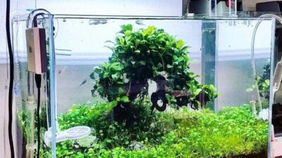 Bisa Menyerap Kotoran! 4 Fungsi Selang Kecil Pada Pompa Aquarium yang Wajib Kalian Ketahui!
