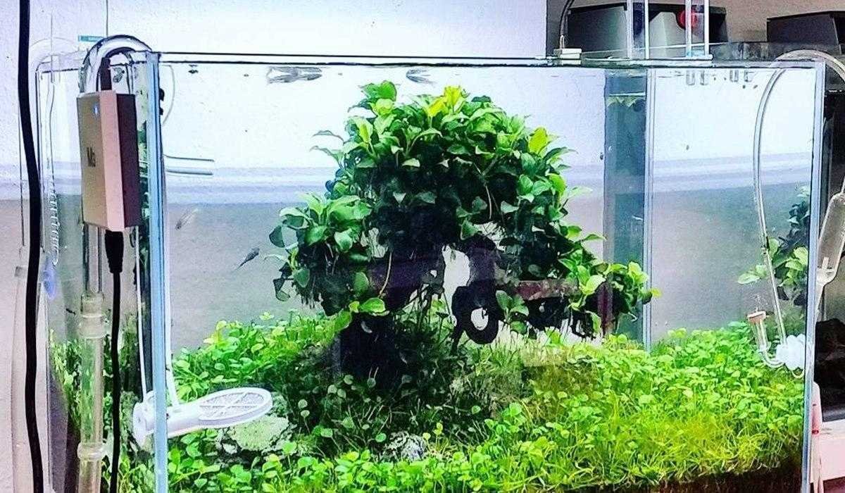 fungsi selang kecil pada pompa aquarium