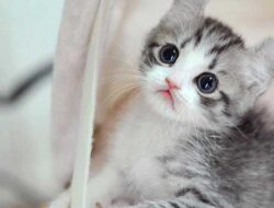5 Daftar Harga Kucing Anggora yang Paling Imut, Ternyata Mulai 200 Ribuan Lho!