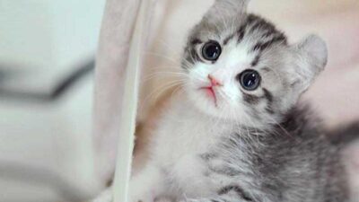 harga kucing anggora 2