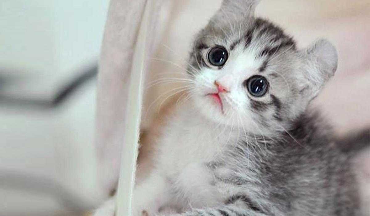harga kucing anggora 2