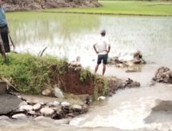 Irigasi Bili-Bili Mandek 3 Bulan, Warga Terdampak — BBWS Bongkar Penyebab: Saluran Jebol hingga Air “Disedot” Penambak