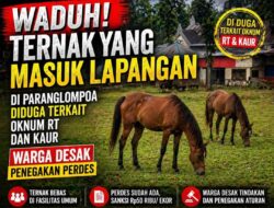 Waduh! Ternak yang Masuk Lapangan di Paranglompoa Diduga Terkait Oknum RT dan Kaur