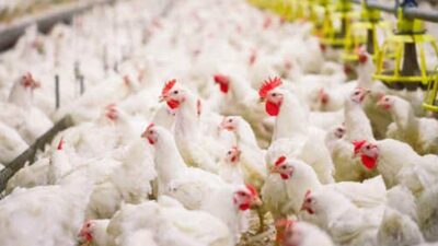 Ayam Broiler