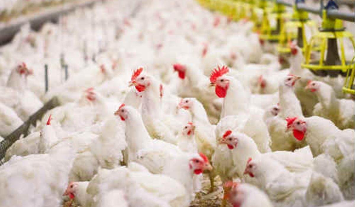 Ayam Broiler