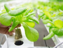 5 Contoh Hasil dari Tanaman Hidroponik yang Estetik, dan Memiliki Nilai Jual Menarik!