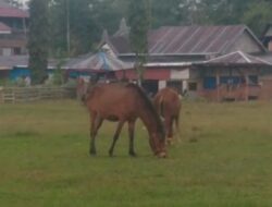 Lapangan Desa Paranglompoa Jadi Tempat Ternak, Warga Desak Penegakan Perdes