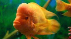 Ikan Red Devil