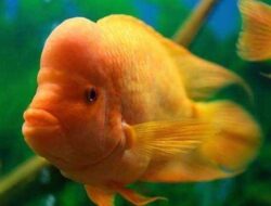 5 Fakta Ikan Red Devil yang Wajib Kamu Ketahui