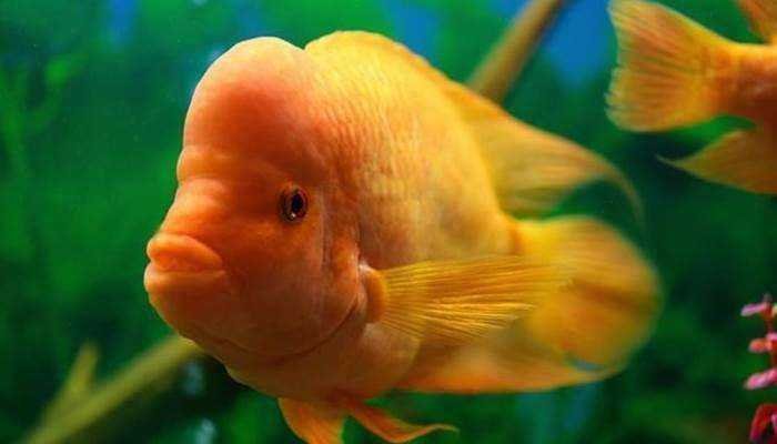 Ikan Red Devil