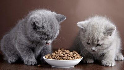 Makanan kucing