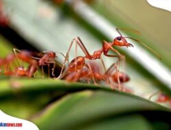 Cara Ternak Semut Rangrang untuk Pemula