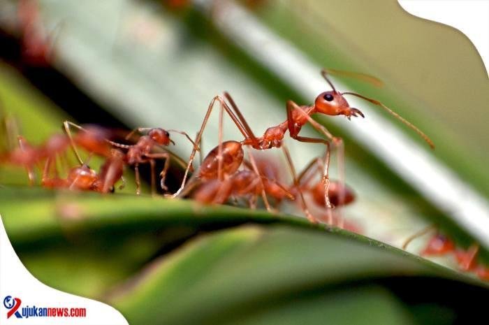 cara ternak semut rangrang