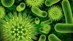 4 Manfaat Probiotik Bagi Kesehatan Tubuh Kita, Kalian Wajib Tahu!