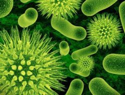 4 Manfaat Probiotik Bagi Kesehatan Tubuh Kita, Kalian Wajib Tahu!