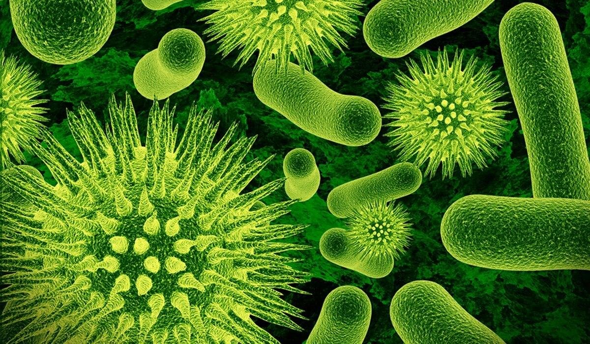 Manfaat Probiotik
