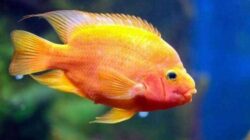 jenis ikan red devil