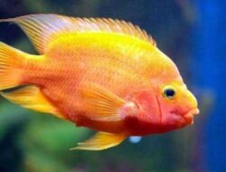 5 Jenis Ikan Red Devil yang Eksotis? Ayo Pelihara Sekarang Juga
