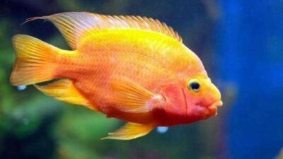 jenis ikan red devil