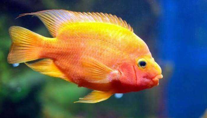 jenis ikan red devil