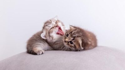 kitten