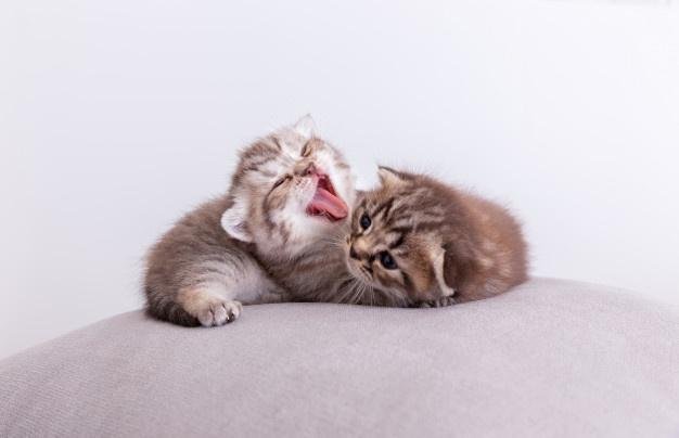 kitten