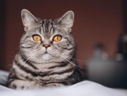 3 Alasan Kenapa Kucing Gemar Makan Tikus