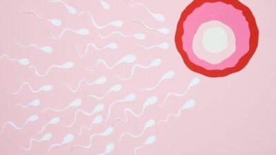 spermatogenisis