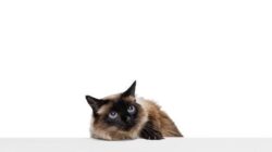 kucing himalaya