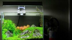 filter aquarium