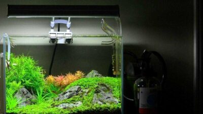 filter aquarium