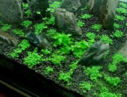 4 Ciri Ciri Carpet Seed Gagal dan Cara Mengatasinya!