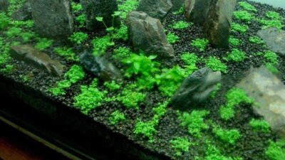 ciri ciri carpet seed gagal