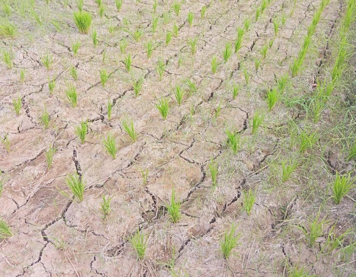 Puluhan hektare lahan pertanian di Kelurahan Lembang Parang, Kecamatan Barombong, Kabupaten Gowa, mengalami kekeringan pada Rabu, 10 Juni 2026. Petani berharap pemerintah segera turun tangan melalui distribusi air darurat dan solusi irigasi permanen.