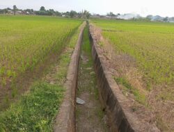 Sawah Kekeringan di Barombong, PPL Sudah Lapor ke Dinas dan Provinsi, Camat Akan Komunikasikan ke Dinas Pertanian