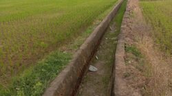 Keluhan petani Lembang Parang terkait sawah mengering mendapat penjelasan dari PPA. Air disebut lambat sampai ke area persawahan akibat keterlambatan pengaliran dan banyaknya sedimen di saluran tersier.